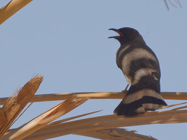 <h3><a href="/trips/marokko/biota/animalia/chordata/aves/040 passeriformes/074 pycnonotidae/pycnonotus barbatus/pycnonotus barbatus-nl.html">Pycnonotus&nbsp;barbatus</a> / Common&nbsp;bulbul / Grauwe&nbsp;buulbuul</h3>OM-1 Mark II met OLYMPUS M.150-400mm F4.5 TC, 1/2000 sec  bij F5.6, ISO 500, afstand 24.6&nbsp;m